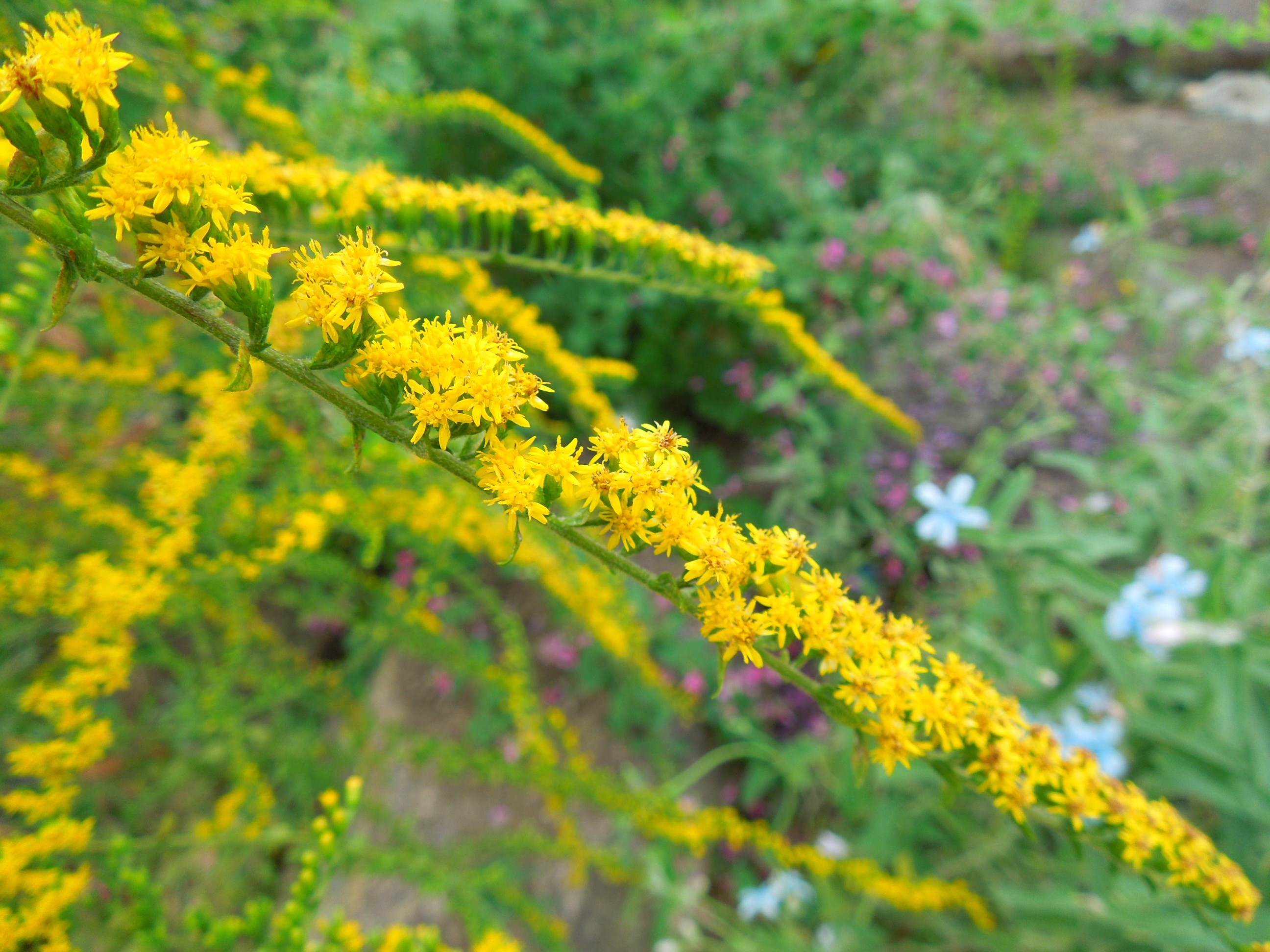 ソリタゴ・ファイヤーワークス花