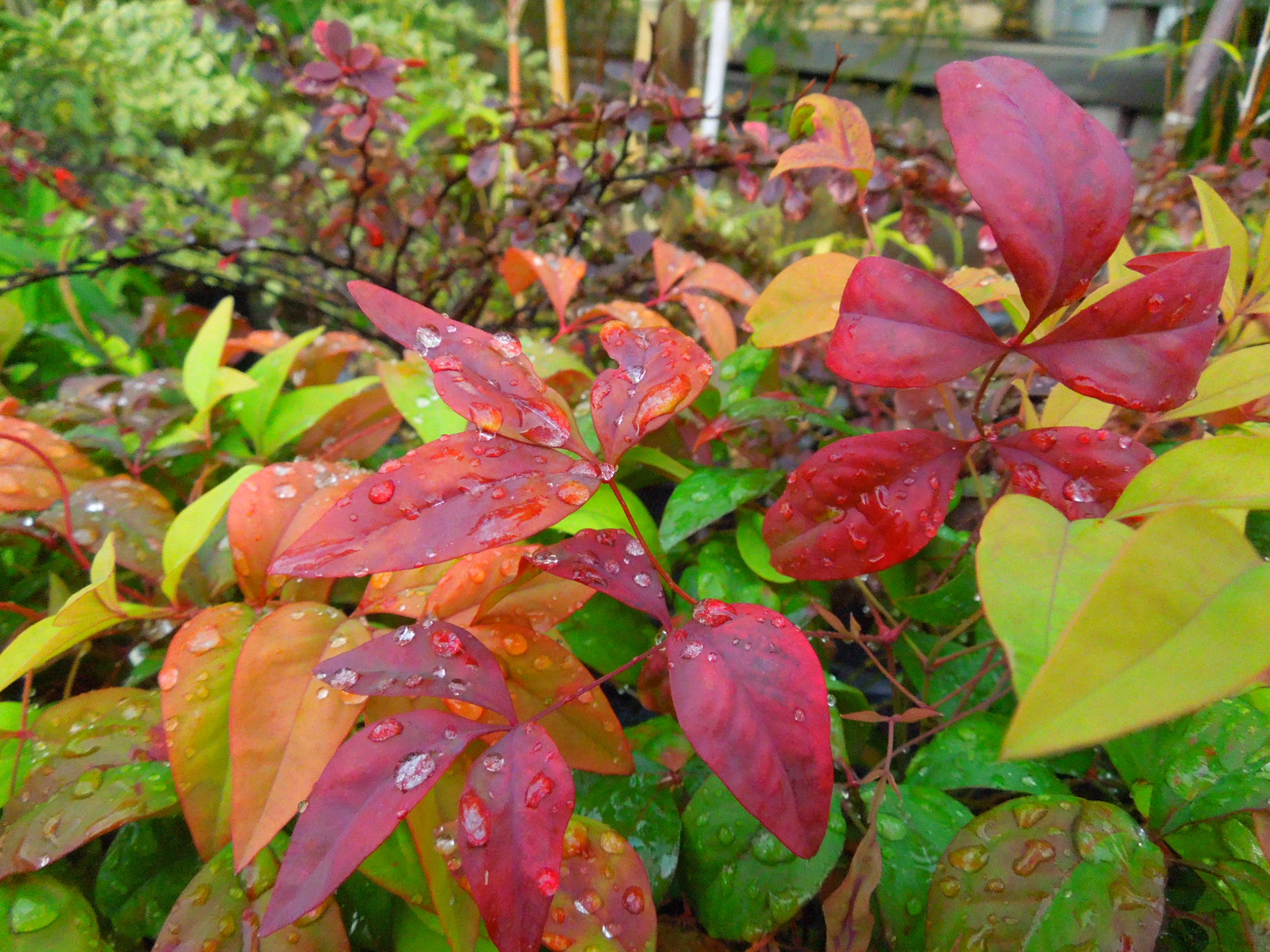 オタフクナンテン