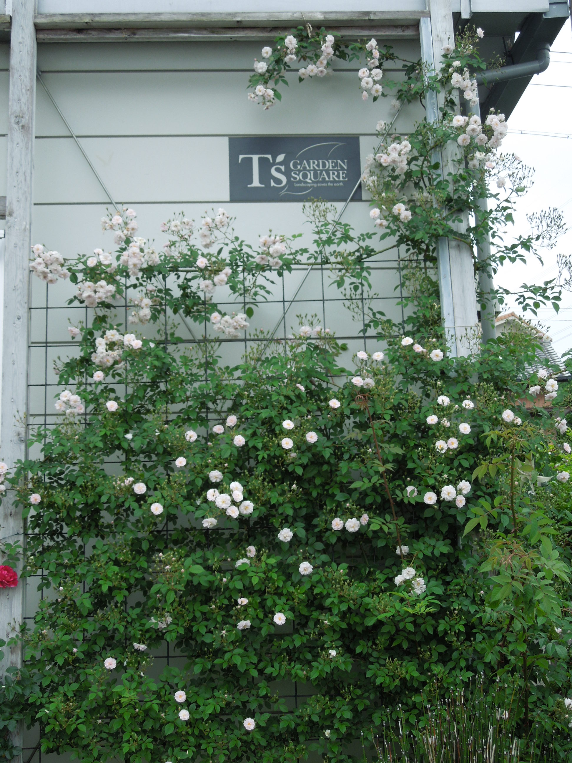 ポールズ・ヒマラヤン・ムスク