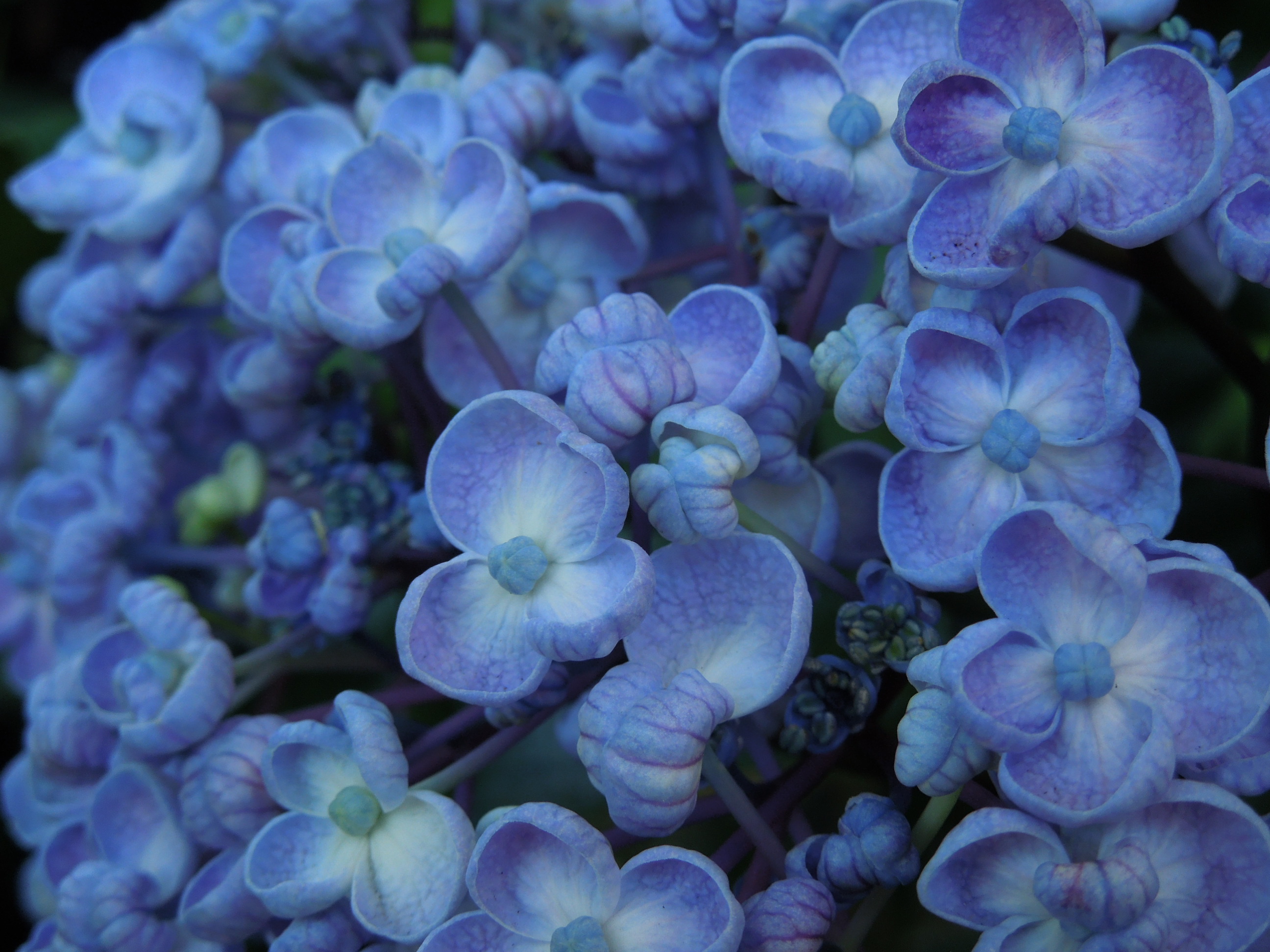 アジサイ（青）