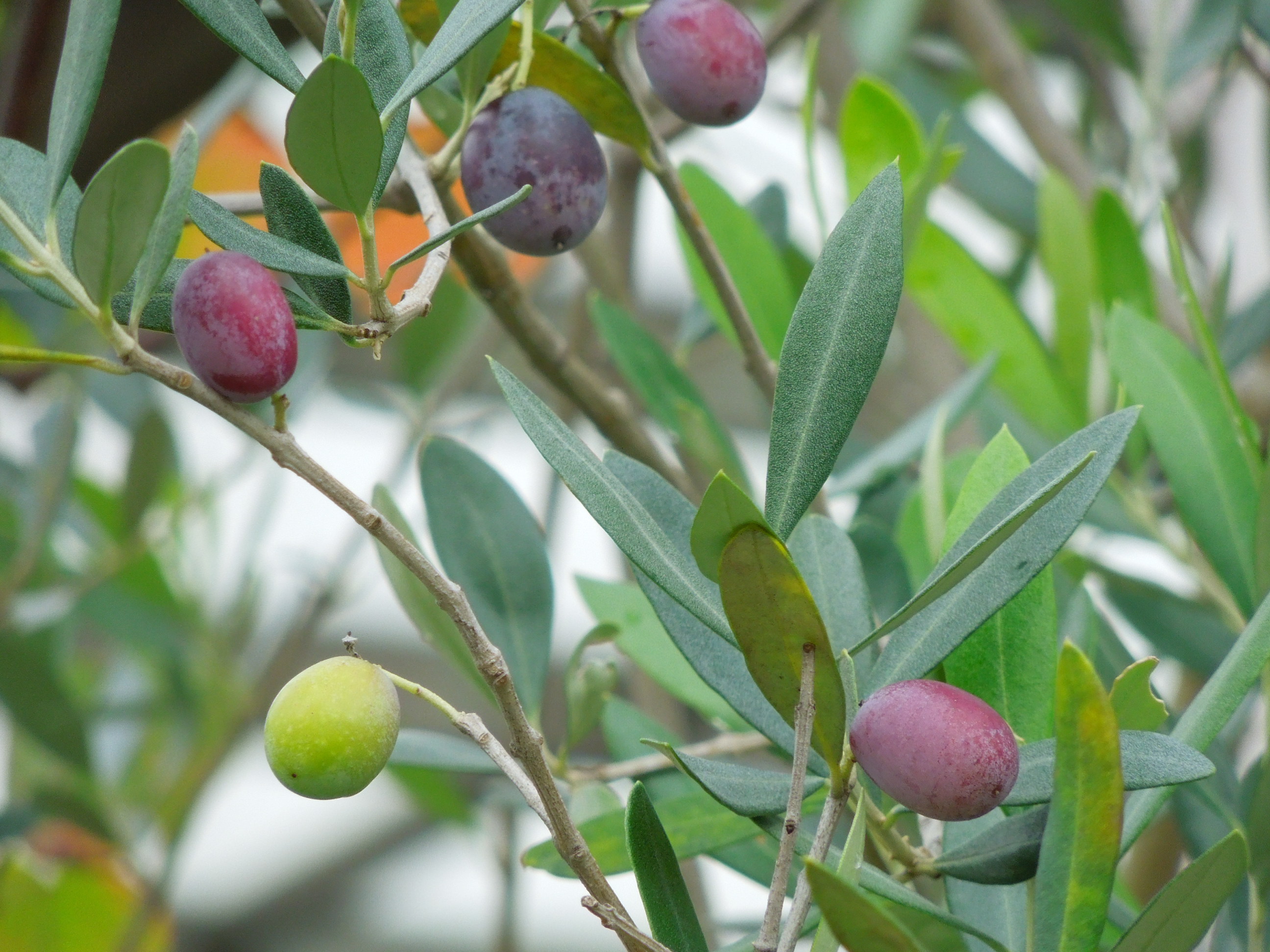 オリーブ・ミッション