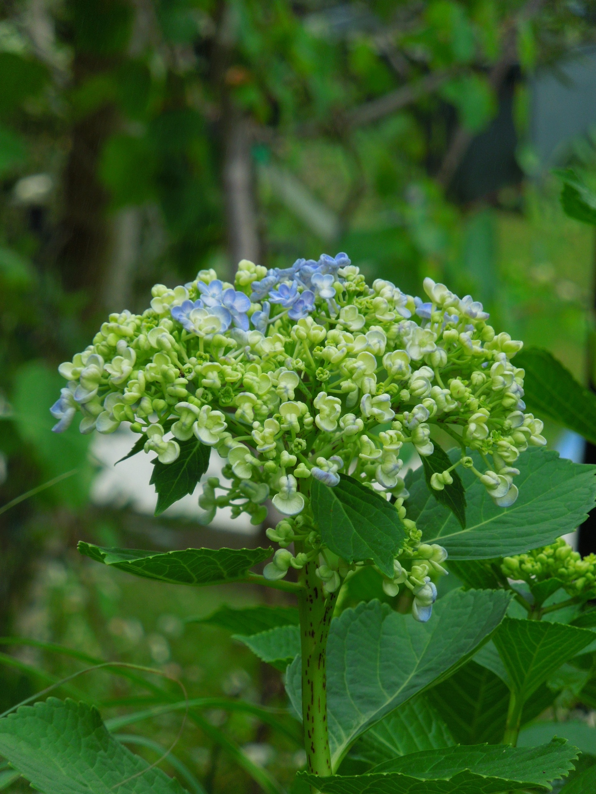 オタフクアジサイ