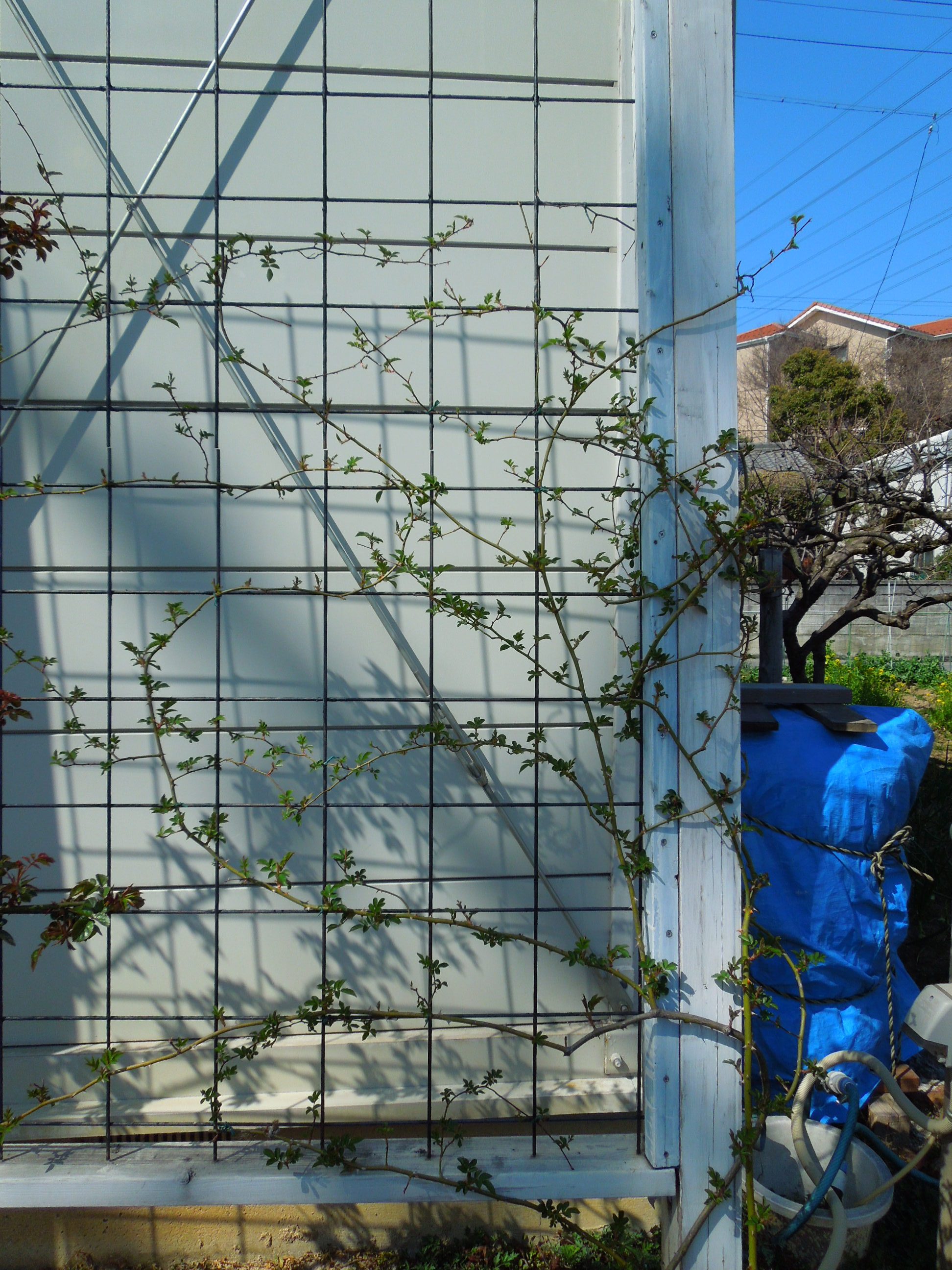 壁面ポールズヒマラヤンムスク