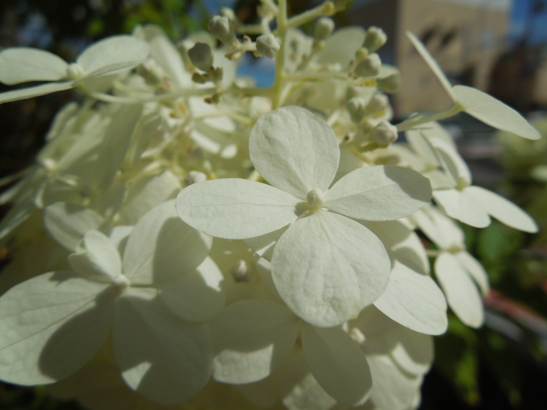 ノリウツギ・ライムライト装飾花