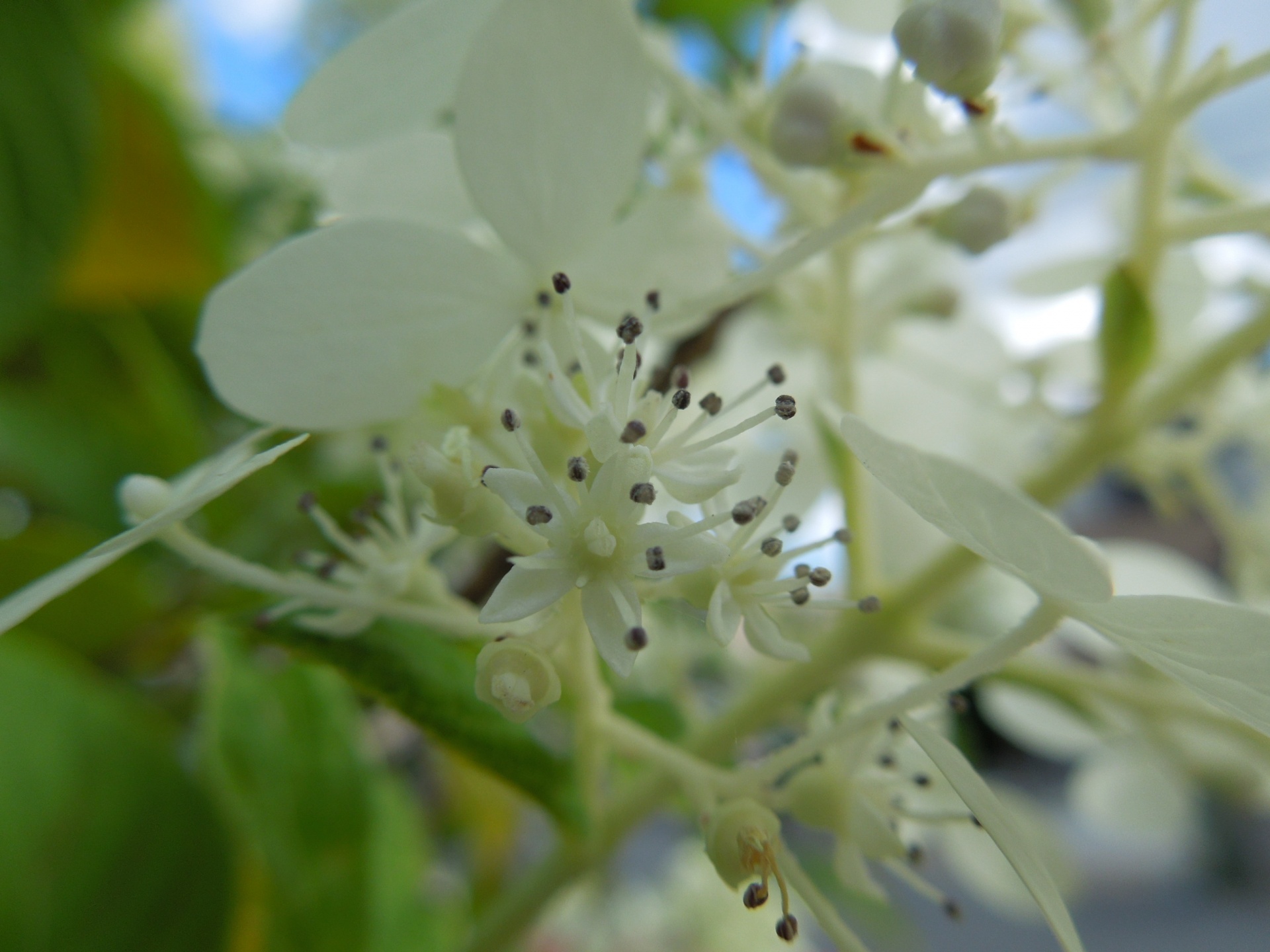 ノリウツギ・ライムライト真花