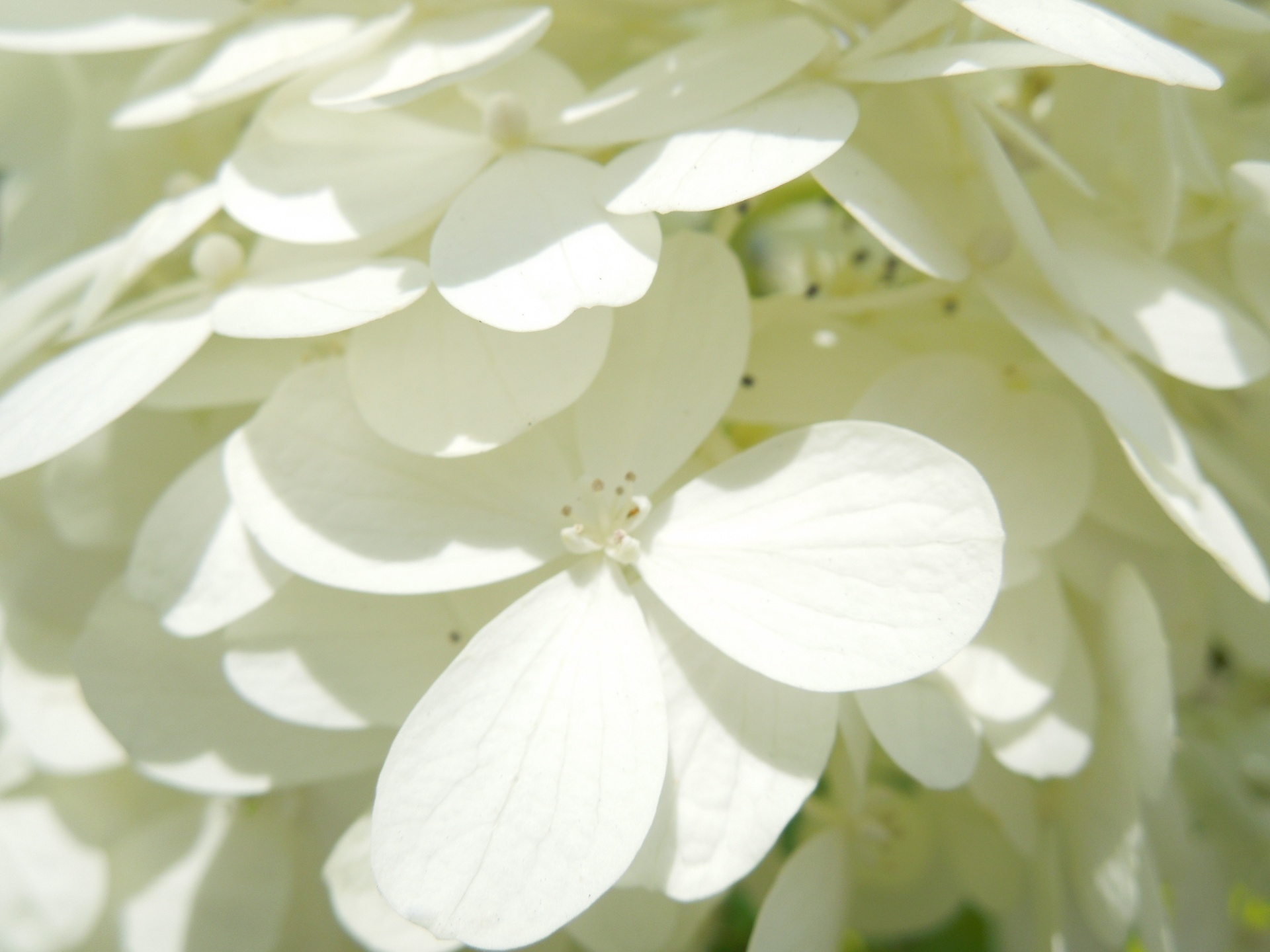 ノリウツギ・ライムライト装飾花