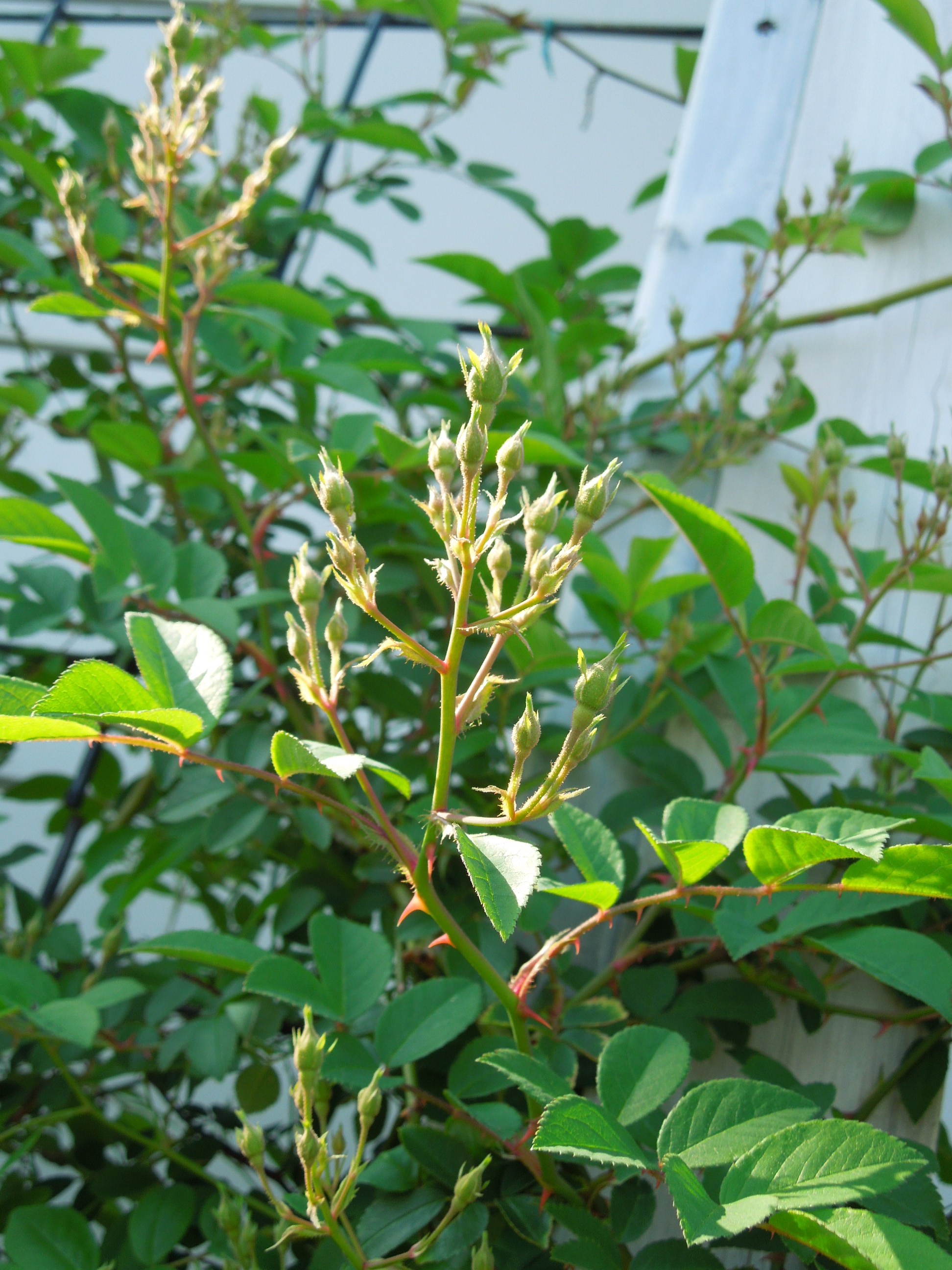 ポールズ・ヒマラヤン・ムスク蕾