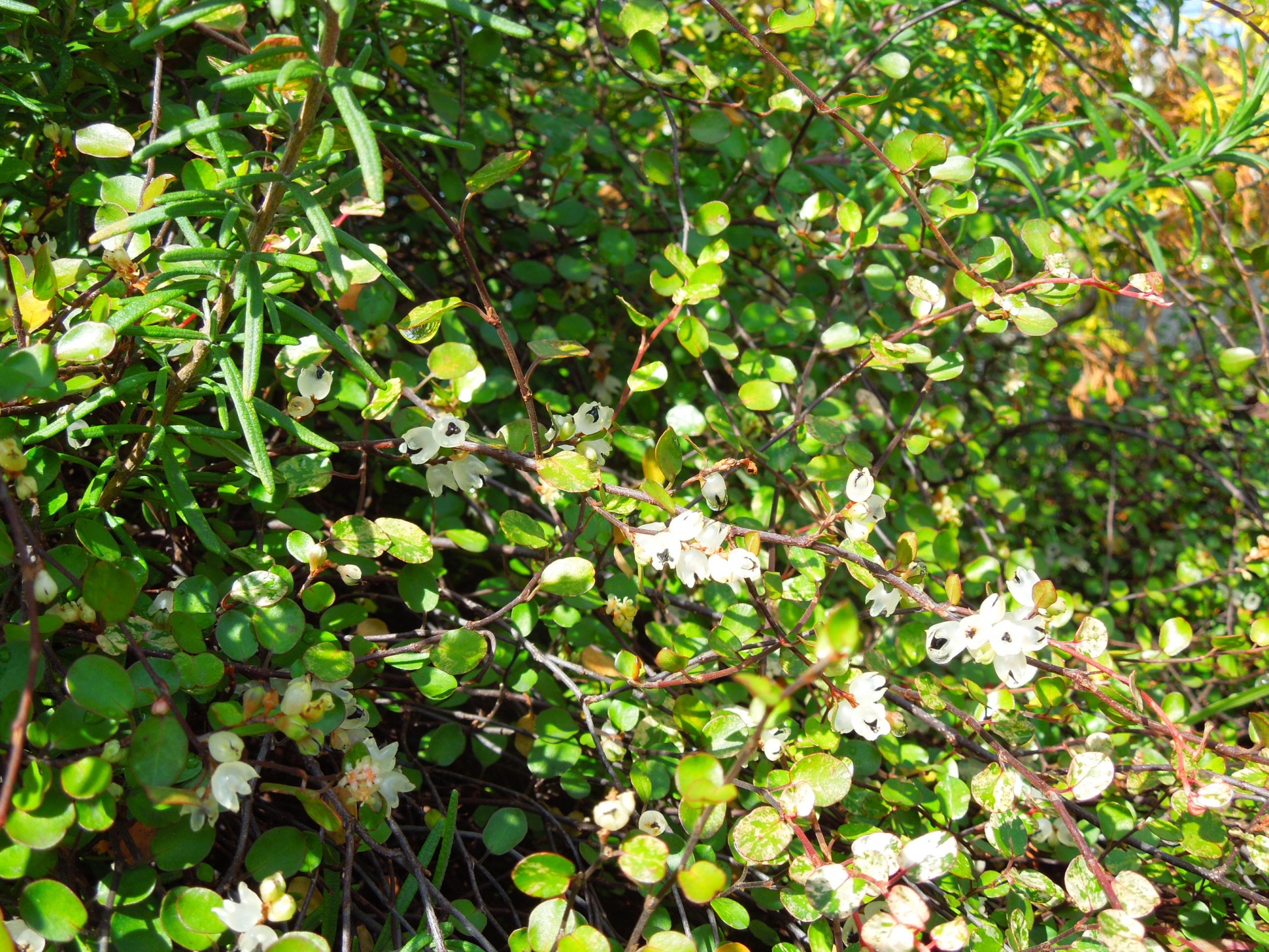 ワイヤープランツ