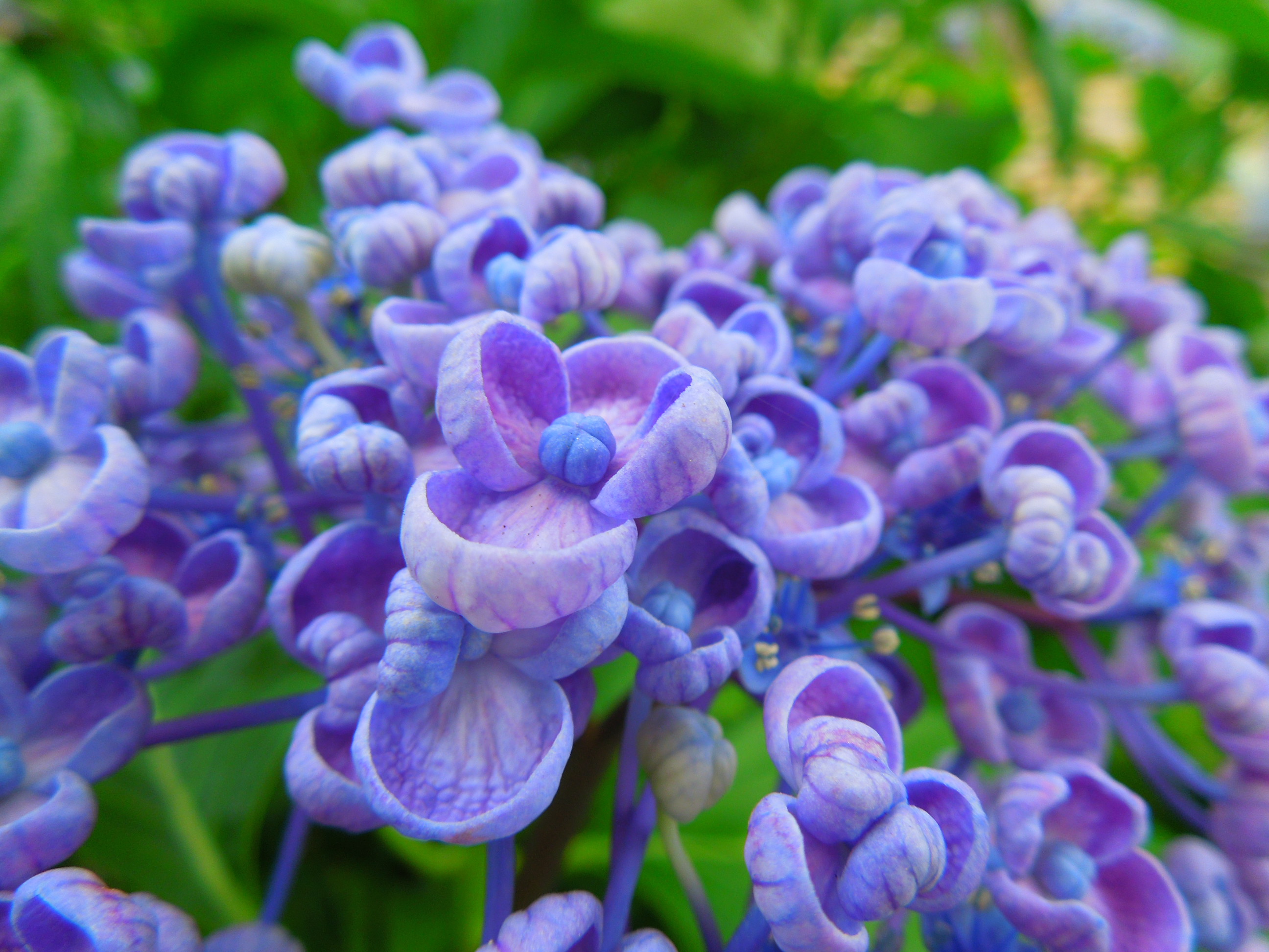 オタフクアジサイ