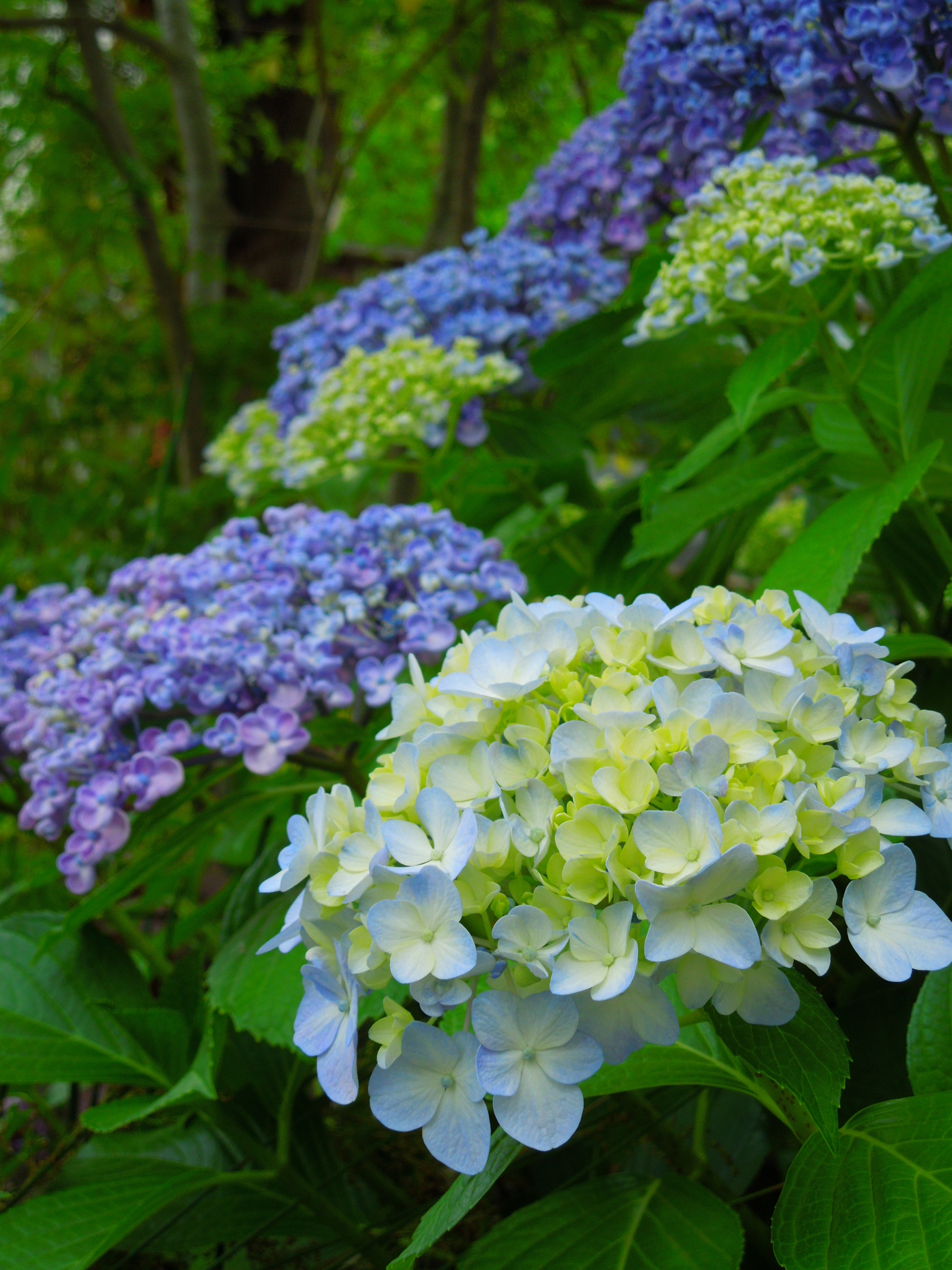 オタフクアジサイ