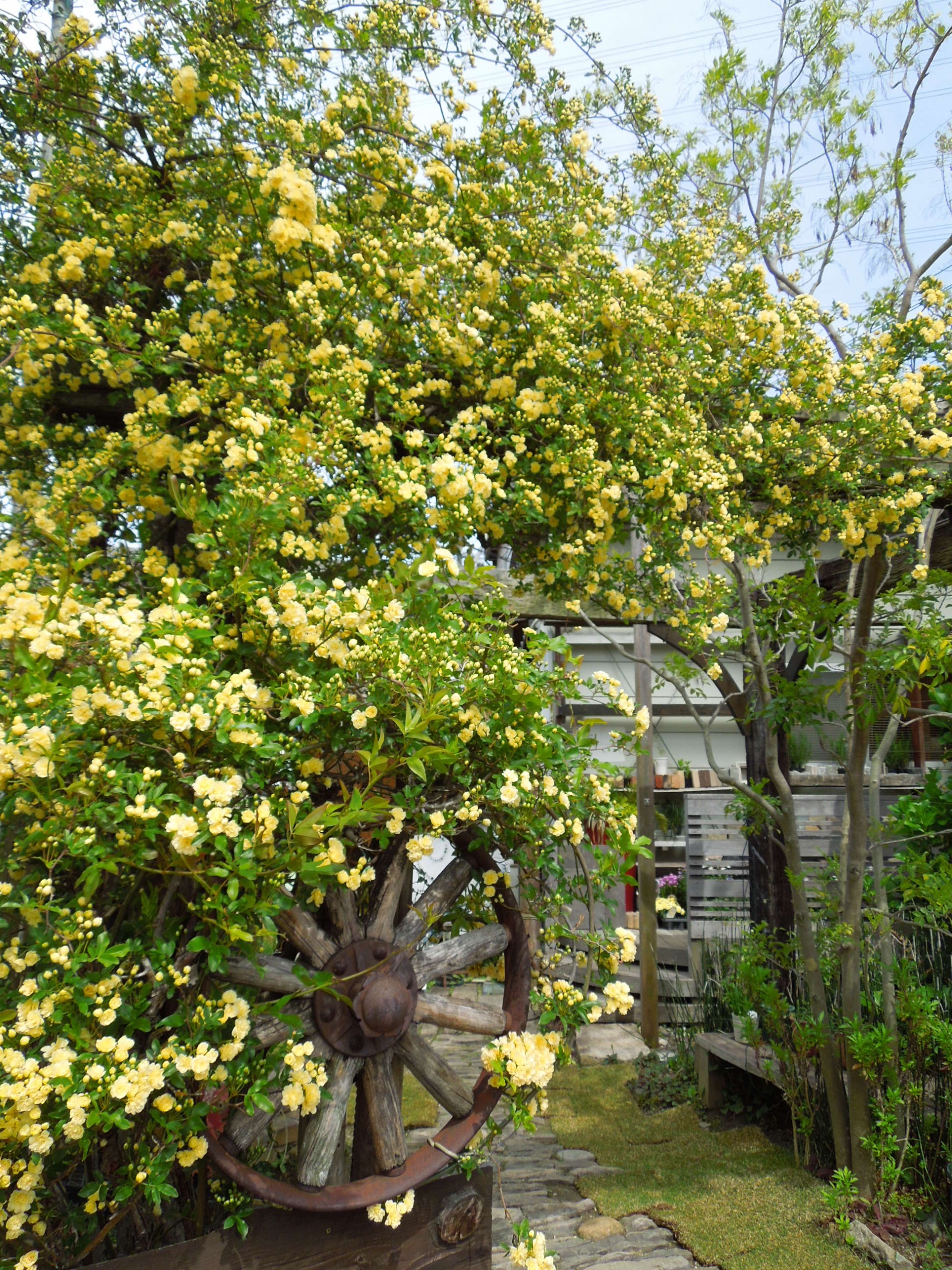 4/22の黄モッコウバラ