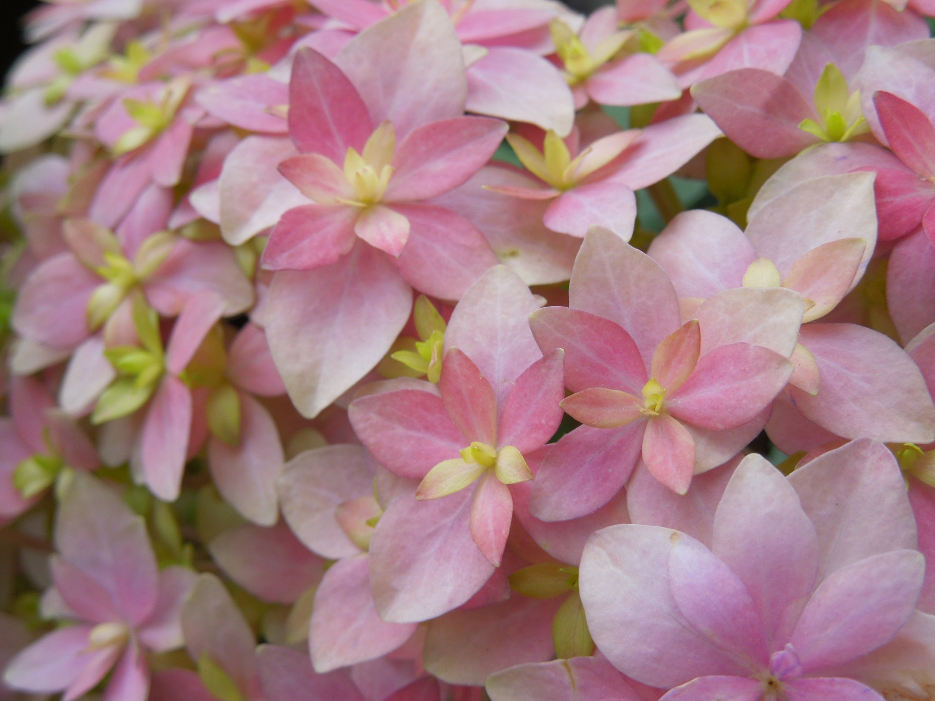 ハイドランジア