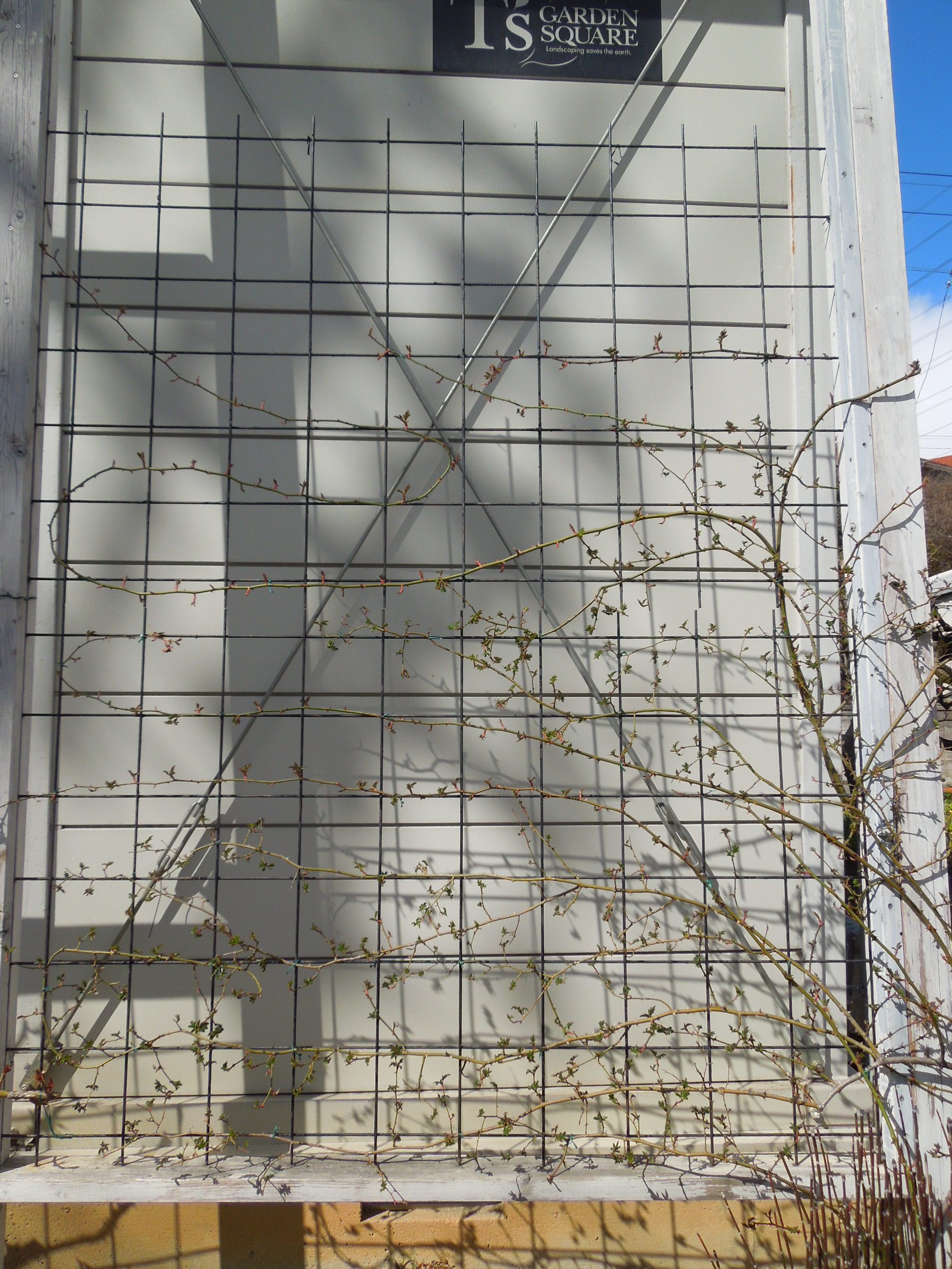 ポールズヒマラヤンムスク