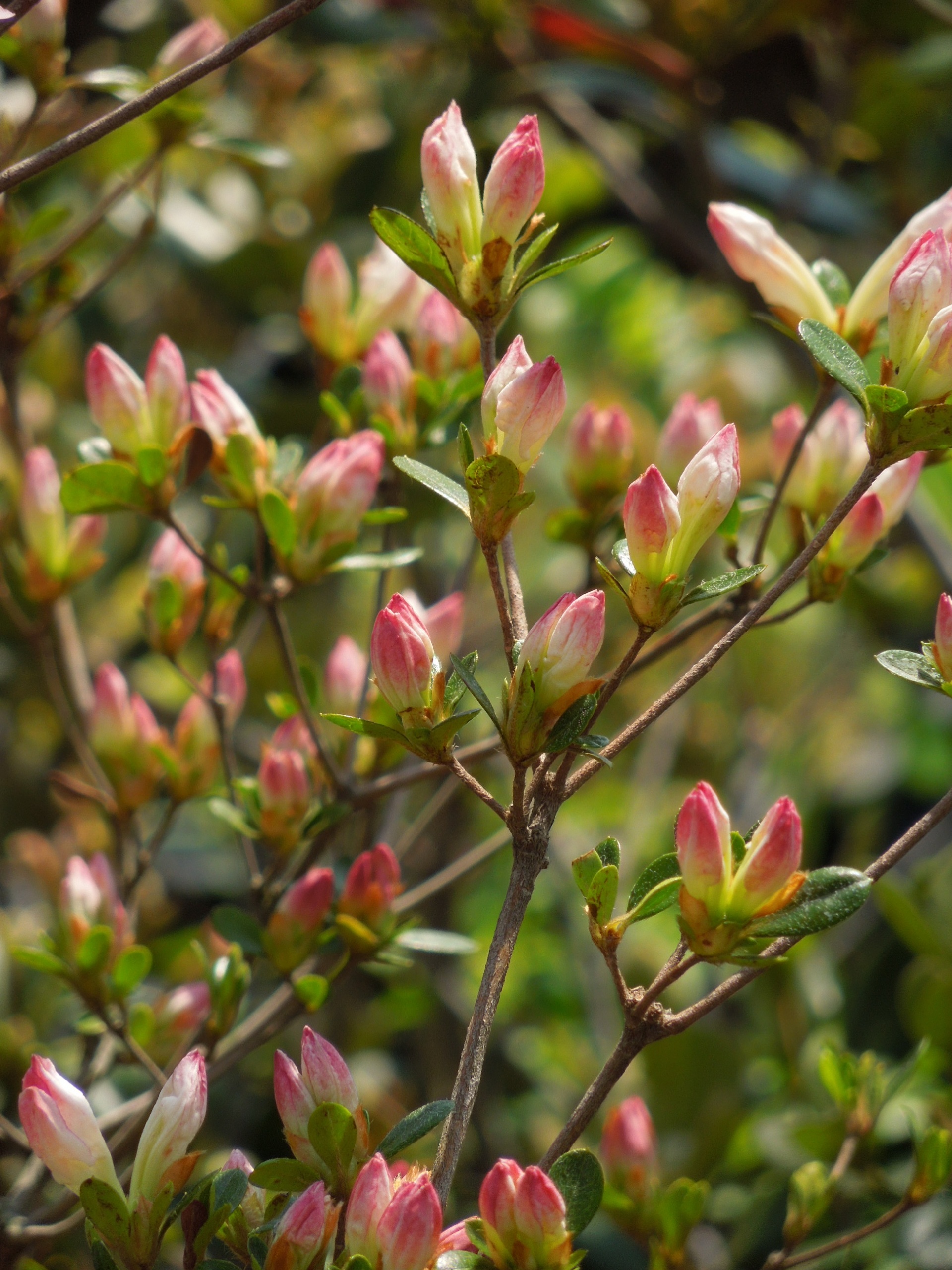 ツツジ　セタノイリヒ蕾