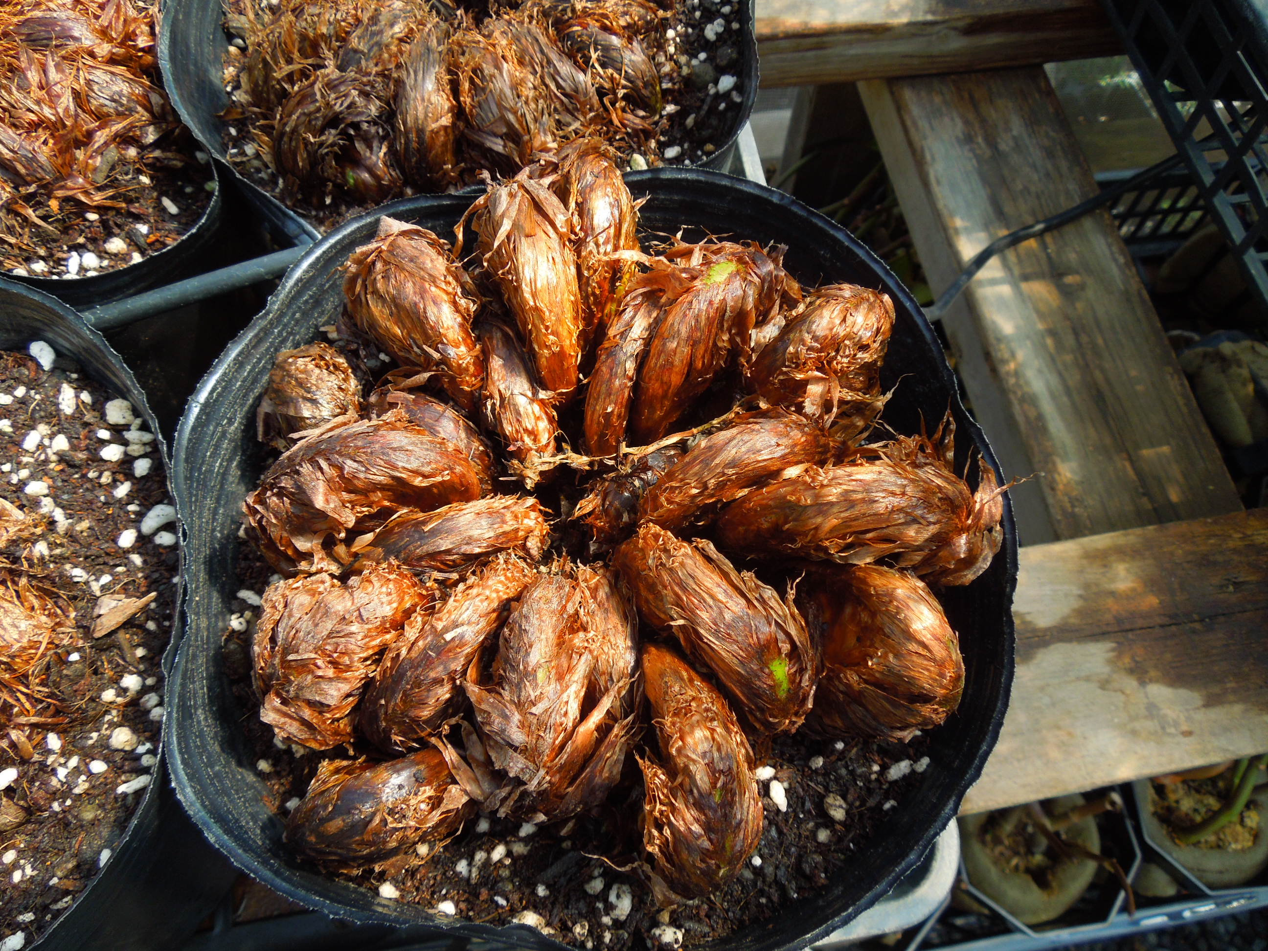 DSCN9644-27.3.31 (10)