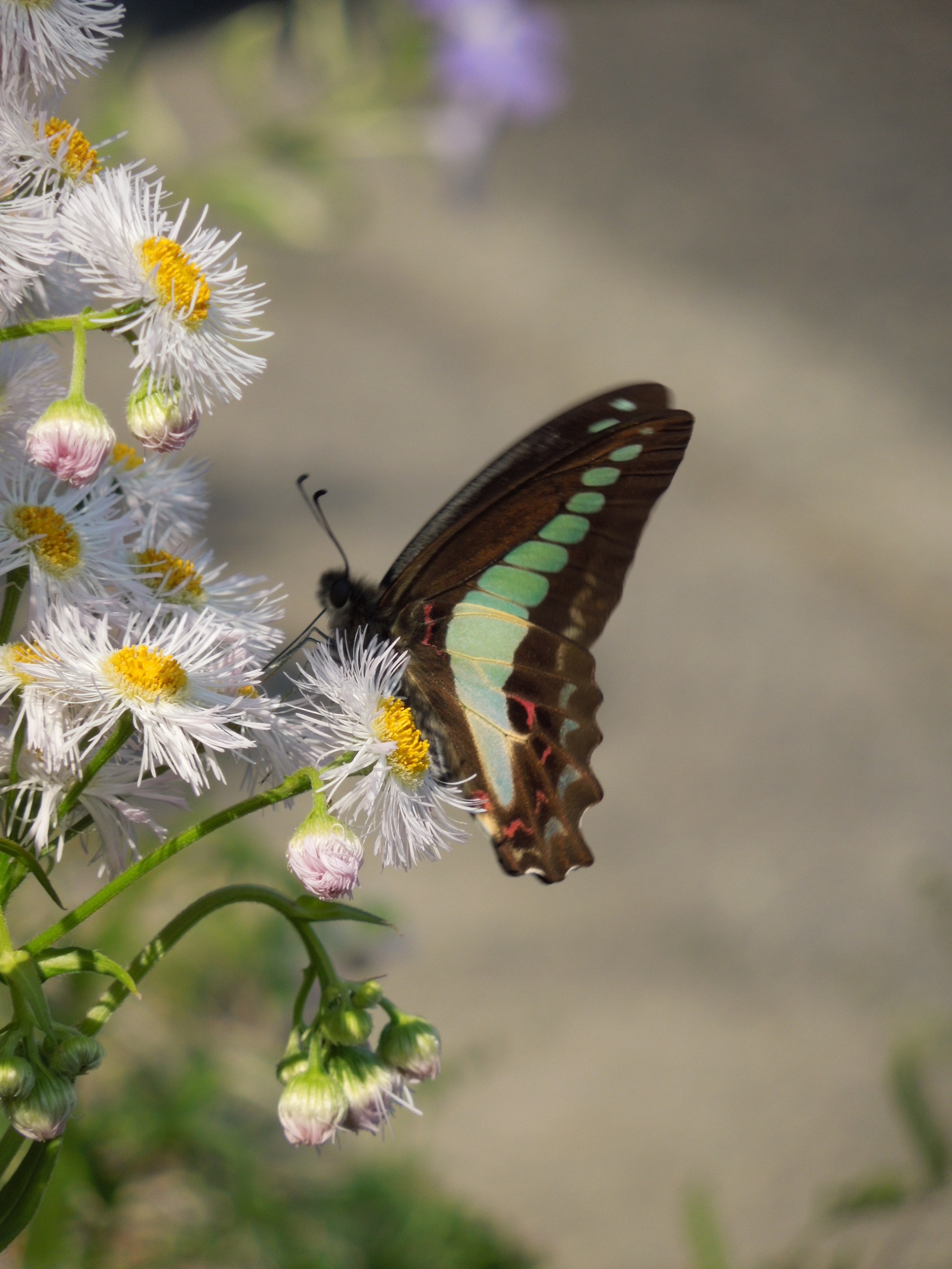 アオスジアゲハ