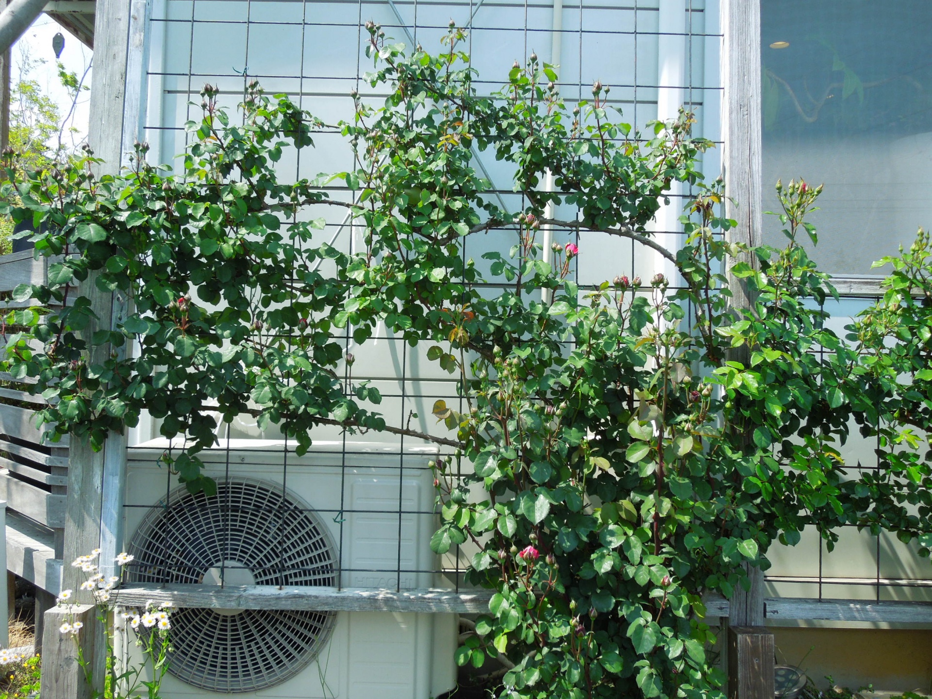 シャンテロゼ・ミサト