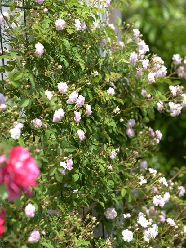 ポールズ・ヒマラヤン・ムスク