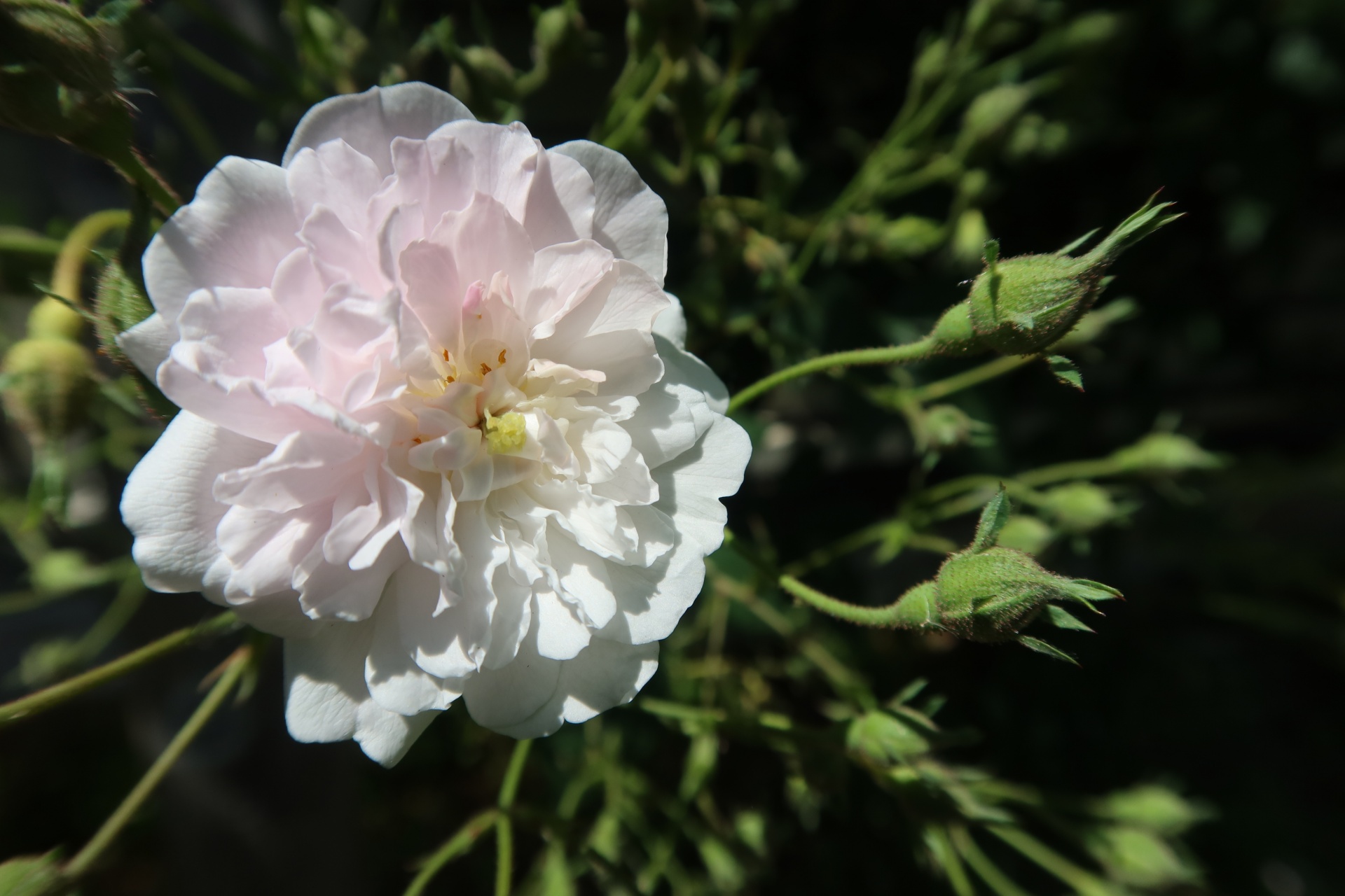 ポールズ・ヒマラヤン・ムスク