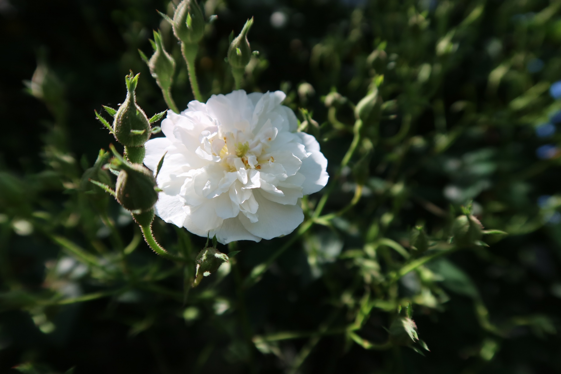 ポールズ・ヒマラヤン・ムスク