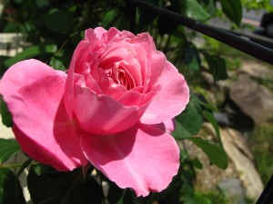 シャンテロゼミサト