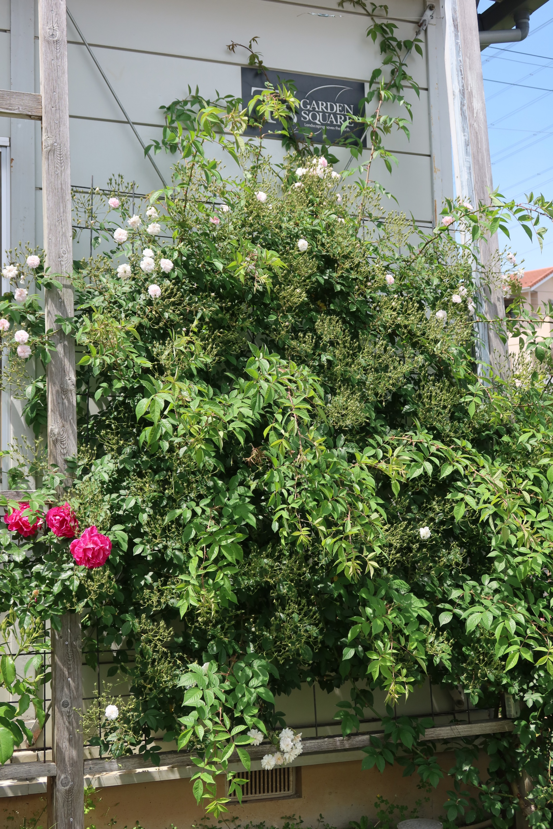 ポールズ・ヒマラヤン・ムスク