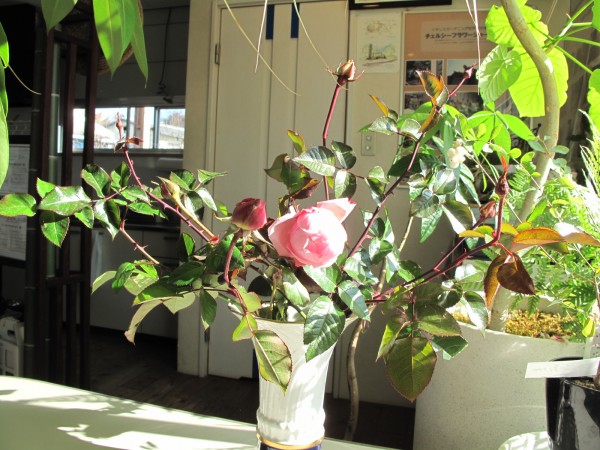 切りつるバラ蕾