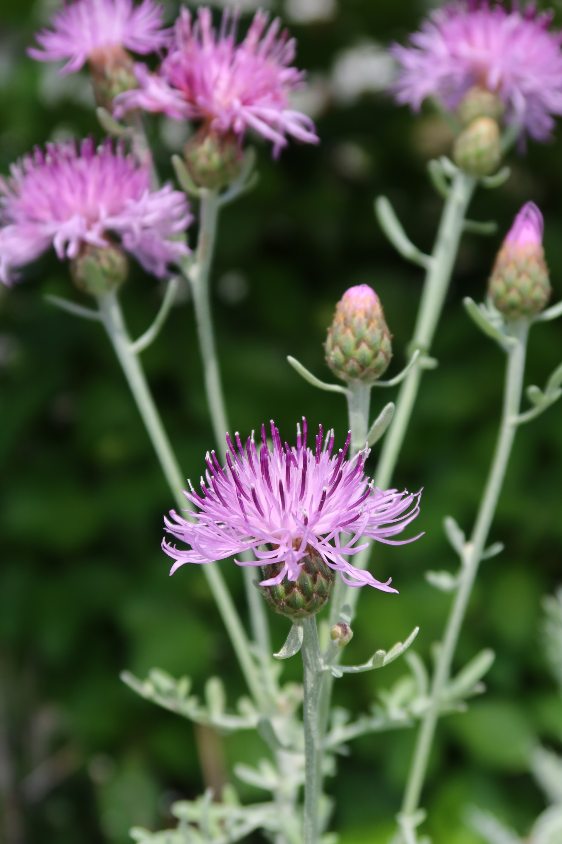 セントーレア・ギムノカルパ