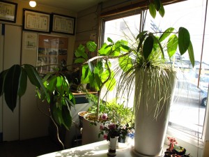 ツピダンサス・カリプトタラス