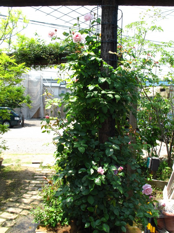 枕木つるバラ