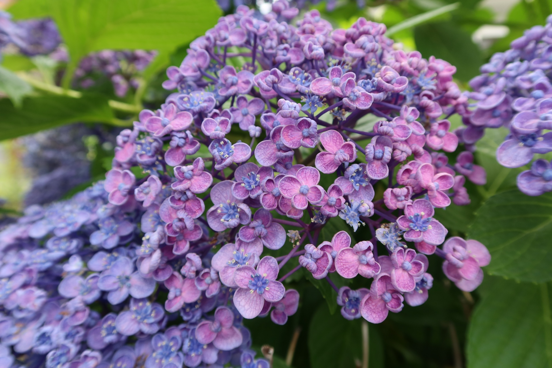 オタフクアジサイ