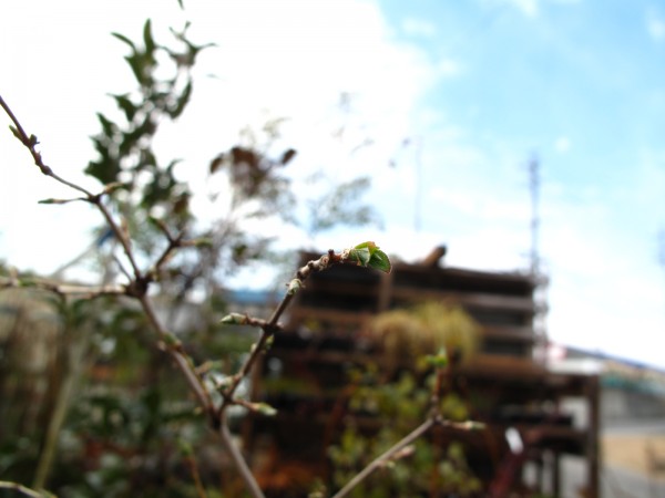 ウグイスカズラ