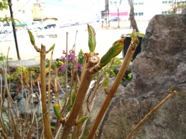 オタフクアジサイ芽