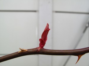 ギーサヴォア３／７