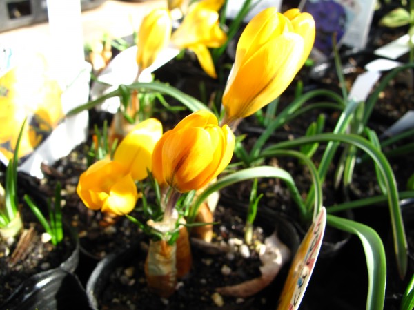 クロッカス蕾 クロッカス蕾