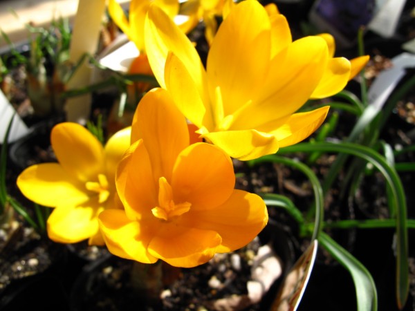 クロッカス開花 クロッカス開花