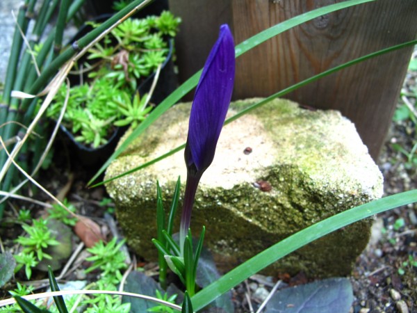 クロッカス裏庭 クロッカス裏庭