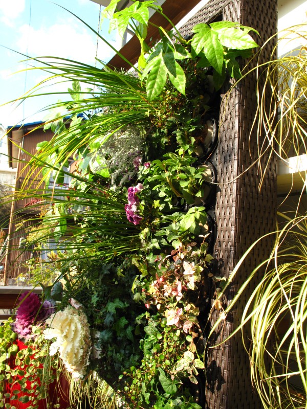 壁面緑化・側面