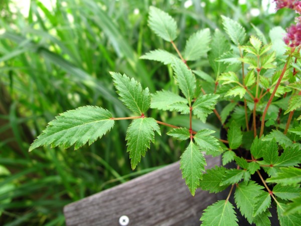 アスチルベの葉