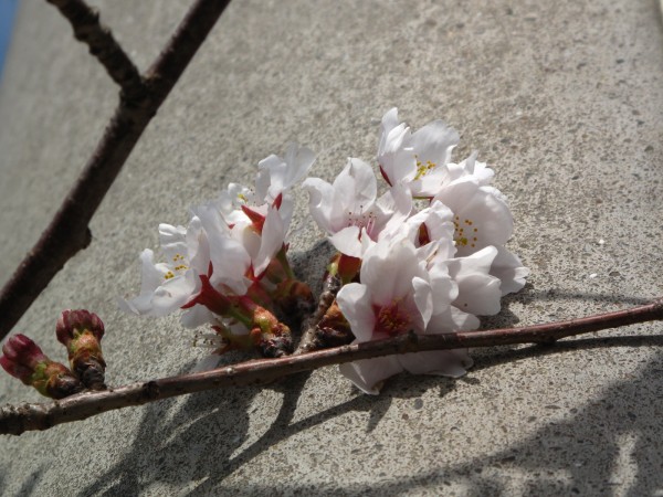 ソメイヨシノ開花