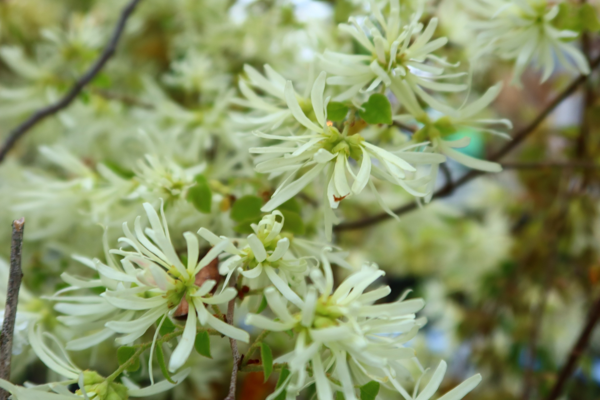 白花トキワマンサク