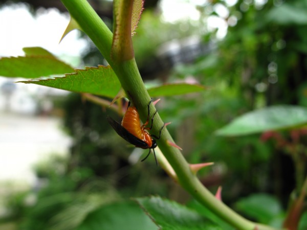 チュウレンジバチ