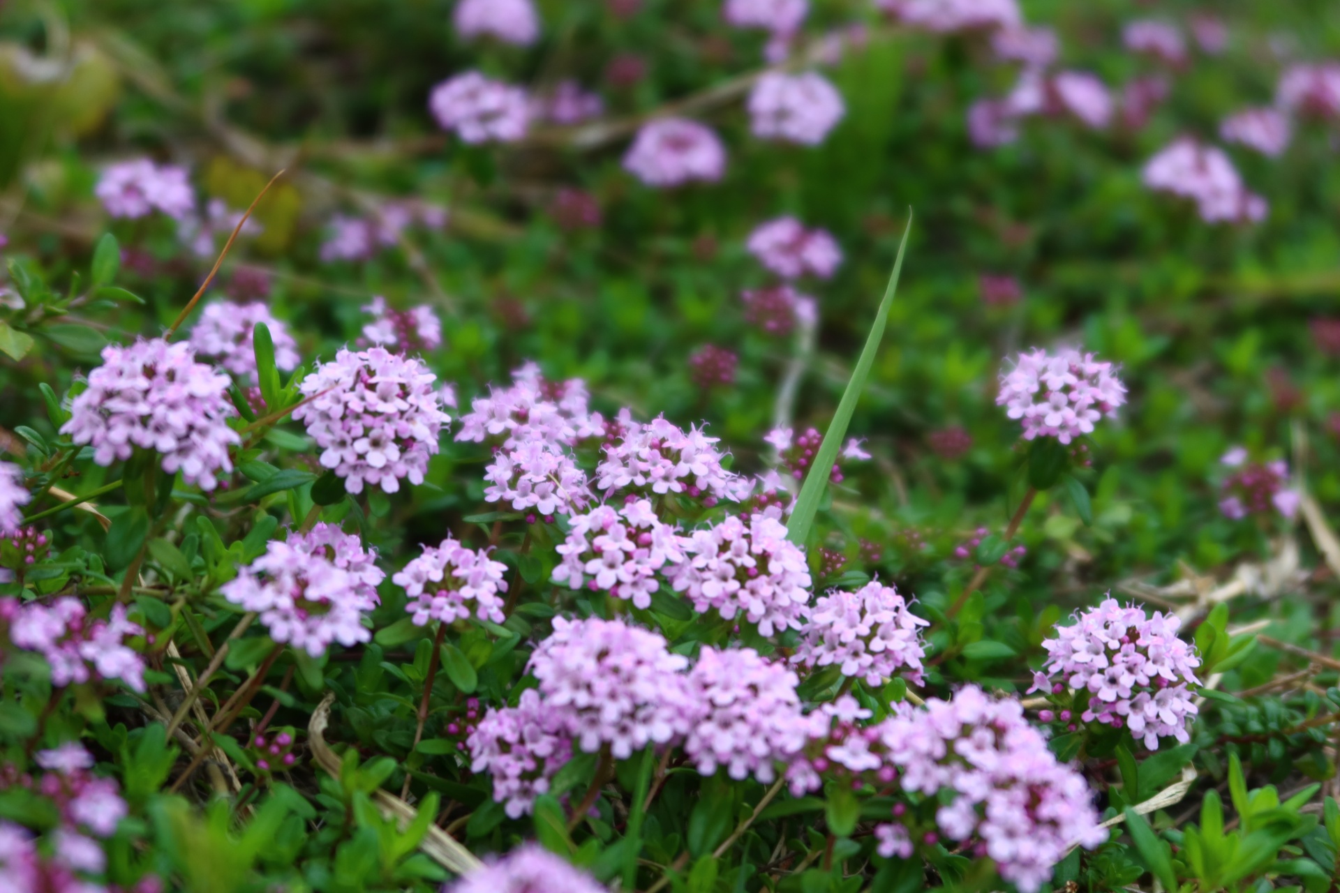 クリーピングタイム