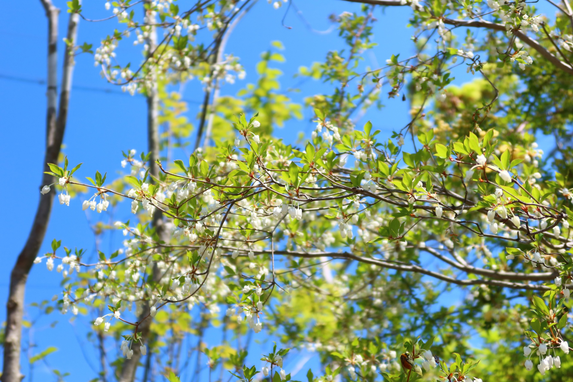 ドウダンツツジ