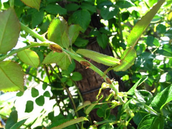 チュウレンジバチ被害