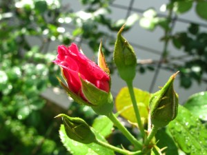 ギーサヴォア蕾２