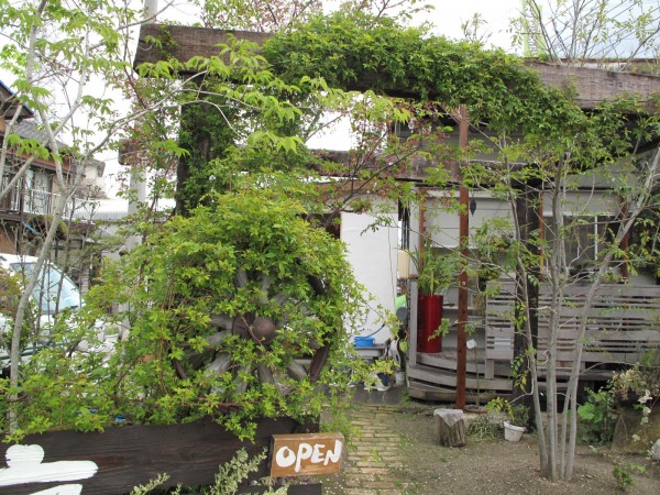 ２４．４月モッコウバラ