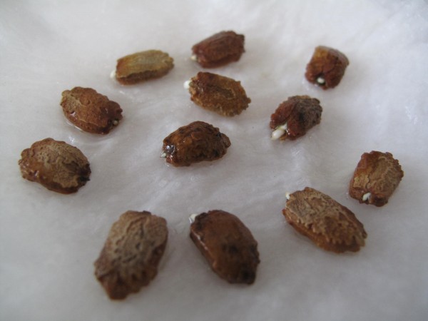 ゴーヤ種発根5/31