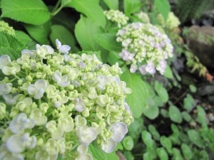 オタフクアジサイ６月