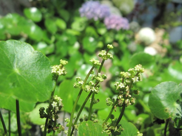 ウォーターマッシュルーム